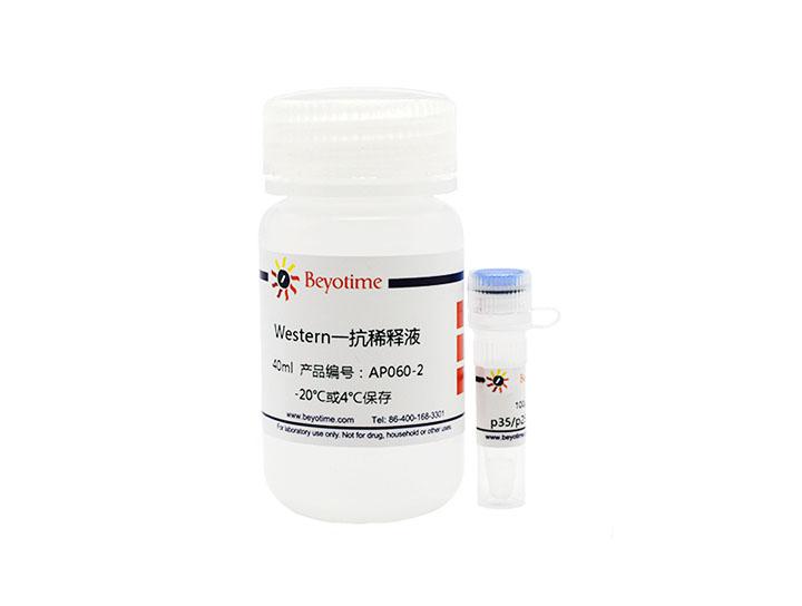 p35/p25抗体(兔多抗)